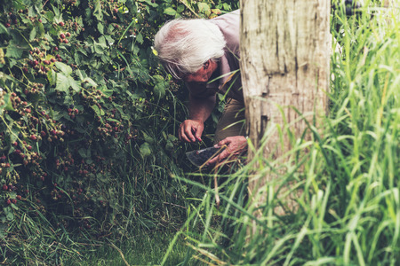 Senior man picking blackberries.の写真素材