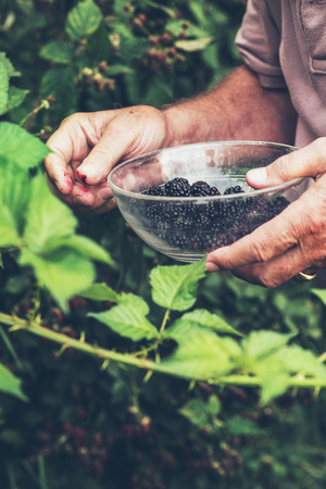 Close-up of male hand holding glass bowl picking blackberries.の写真素材