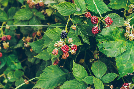 Blackberies bush with one ripe.