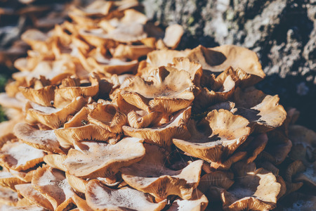 Close-up of large group of mushrooms on tree trunk.の写真素材