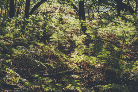 Ferns on forest ground.の写真素材