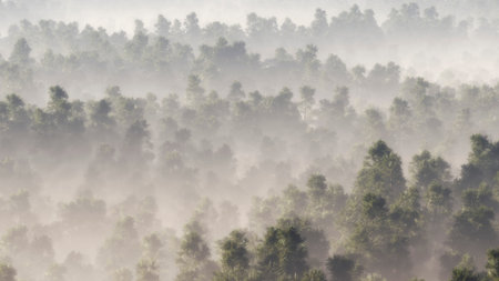 Aerial of pine forest in mist.の写真素材