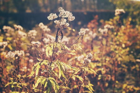 Autumn faded flowers backlit by sun.の写真素材