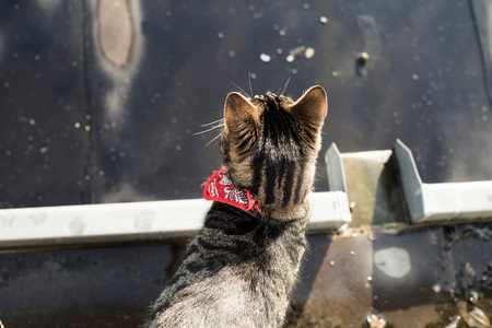 Cat standing on gutter.の写真素材