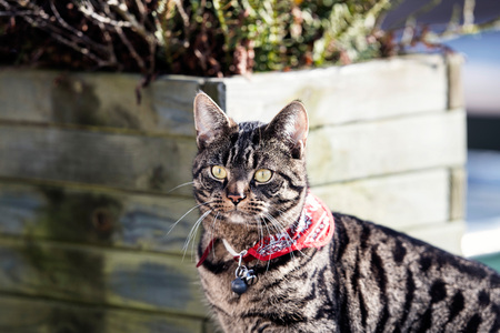 Alert tabby on roof looking towards camera.の写真素材