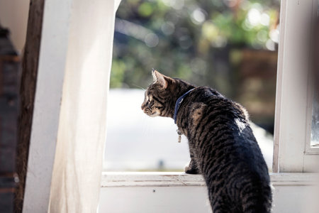 Tabby looking through open window.