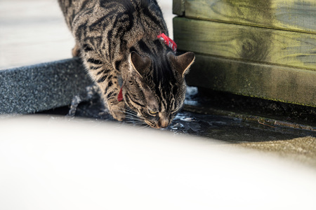 Cat licking water from roof.の写真素材
