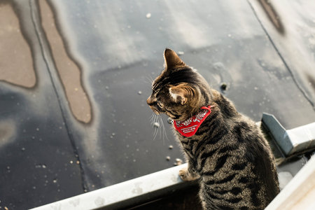 Cat standing on gutter.の写真素材