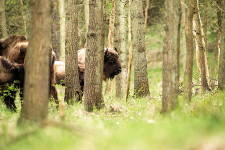 Profile of bison head in forest
