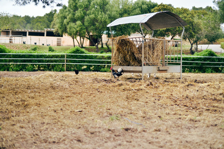 Rooster in field next to feed binの写真素材