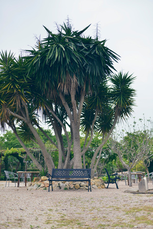 Bench under yucca tree in garden. Mallorca. Spain.の写真素材