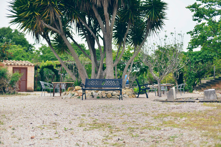 Bench under yucca tree in garden. Mallorca. Spain.の写真素材