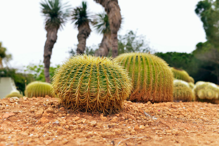Two cactuses in botanical garden of Mallorca. Spain.の写真素材