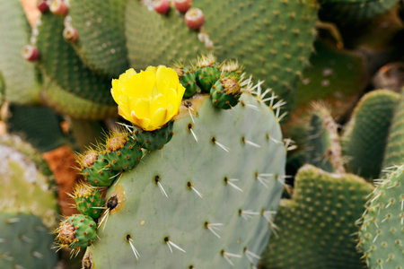 Yellow flower of blossoming cactus in garden.の写真素材