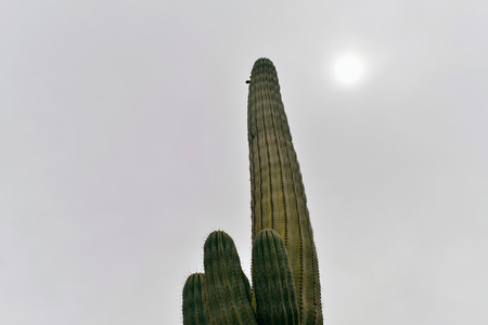Cactus against gray skyの写真素材