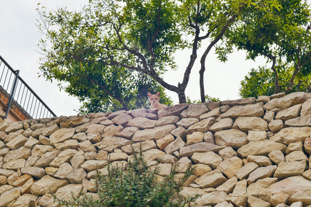 Curious red cat looking over stone wall in garden. Mallorca. Spain.の写真素材
