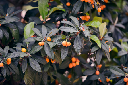 Close-up of tree leaves with orange berriesの写真素材