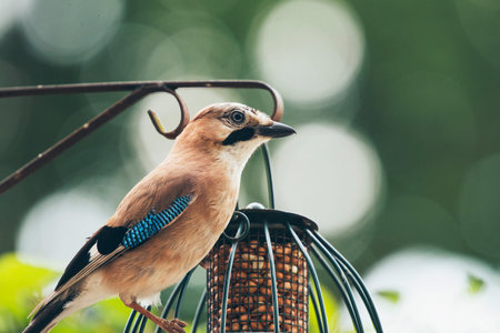 Eurasian Jay (Garrulus glandarius) adult, perched on iron bar of hanging feeder, Leiden, The...