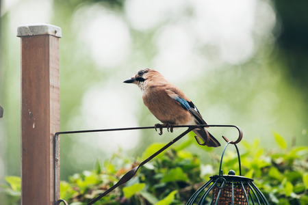 Eurasian Jay (Garrulus glandarius) adult, perched on iron bar of hanging feeder, Leiden, The Netherlands, Juneの写真素材