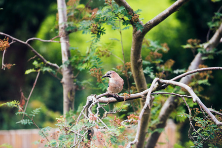Eurasian Jay (Garrulus glandarius) perched on a tree branch in Dutch garden in summerの写真素材