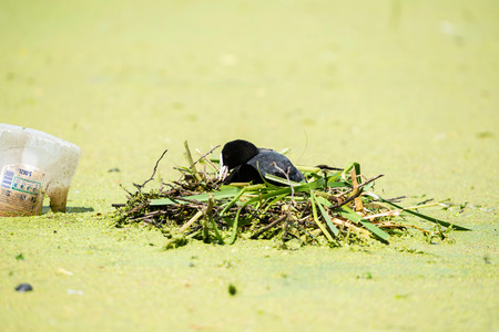 Common Coot (Fulica atra) adult, nest building, arranging nesting material, Leiden, the Netherlands, julyの写真素材