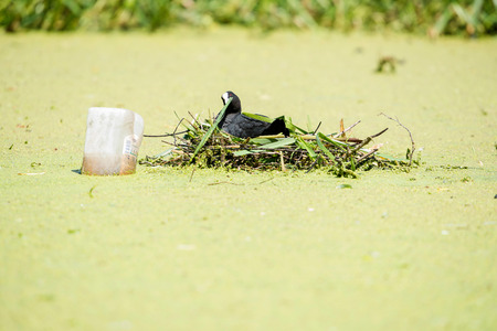 Common Coot (Fulica atra) adult, nest building, arranging nesting material, Leiden, the Netherlands, julyの写真素材