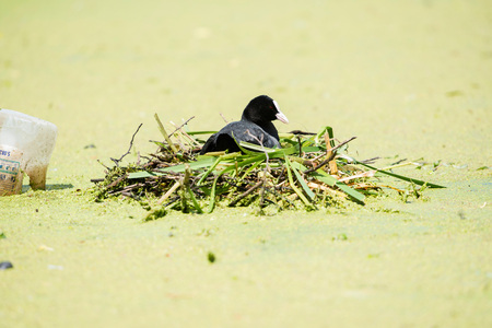 Coot (Fulica atra) on nest, Leiden, Zuid-Holland, Netherlandsの写真素材
