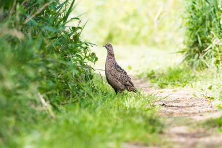 Female pheasant standing in grass near reedの写真素材