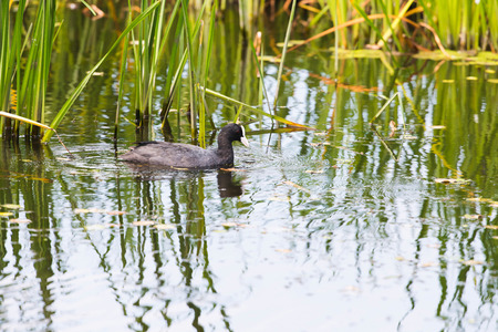 Coot swimming between reed in summerの写真素材