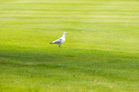 Herring gull standing on grass of golf courseの写真素材
