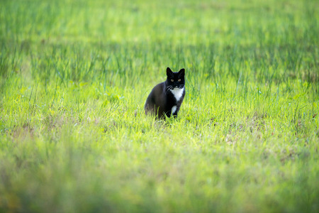 Domestic black cat sitting in high grass. Geesteren. Achterhoek. Gelderland. The Netherlands.の写真素材
