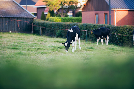 Young cows on small meadow in rural village. Geesteren. Achterhoek. Gelderland. The Netherlands.の写真素材