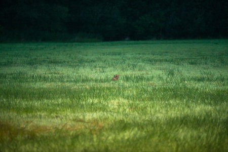 Hare in field at dusk with flash light in eyes.の写真素材