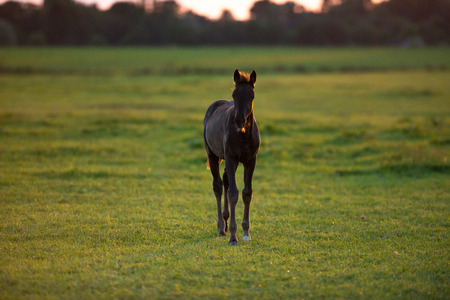 Lonely foal standing in field at sunset.の写真素材