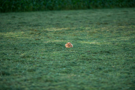 Domestic ginger cat lying in freshly meadow.