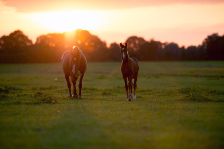 Mother horse with foal on farm land at sunset.の写真素材