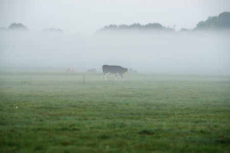 Dutch cow walking in the mist.の写真素材