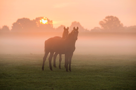 Two horses standing in foggy meadow at dawn.の写真素材