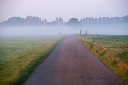 Rural road in morning mist.の写真素材