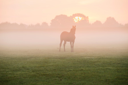 Silhouette of horse in foggy field at dawn.の写真素材