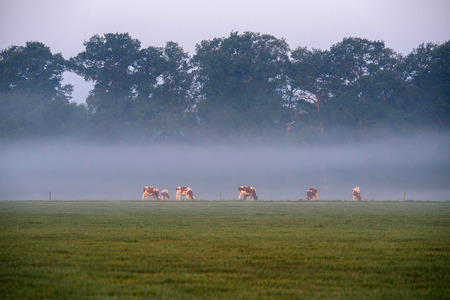 Group of cows in field with morning mist.の写真素材