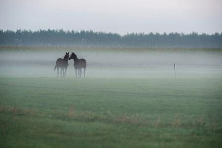 Two horses standing together in misty field.の写真素材