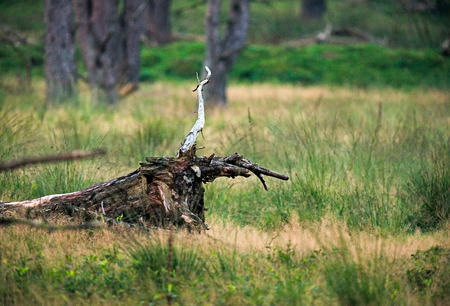 Piece of dead wood in high grass. Nature reserve Deelerwoud. Veluwe. Gelderland. The Netherlands.の写真素材