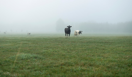 Cows in meadow in mist. Geesteren. Achterhoek. Gelderland. The Netherlands.の写真素材