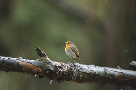 European Robin (Erithacus rubecula) perched on a branch in the rain.の写真素材