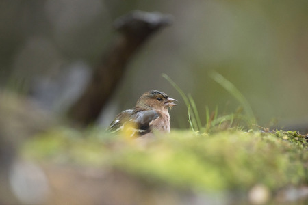 Foraging female common chaffinch (Fringilla coelebs) on mossy forest groundの写真素材