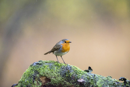 European Robin (Erithacus rubecula) perched on mossy branch in rain.の写真素材