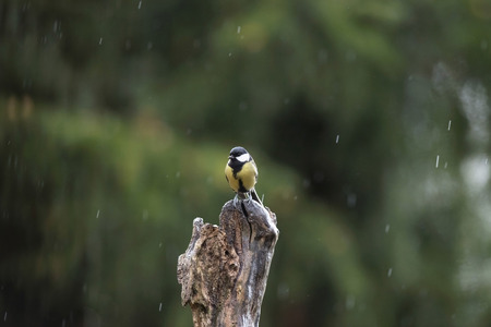 Great tit (Parus major) sitting on wet tree stump in the rain.の写真素材