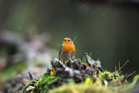 European robin sitting on tree stump in rain.の写真素材
