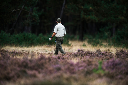 Forester spreading food for red deer in rutting season. National Park Hoge Veluwe.の写真素材